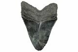 Serrated, Fossil Megalodon Tooth - South Carolina #332234-1